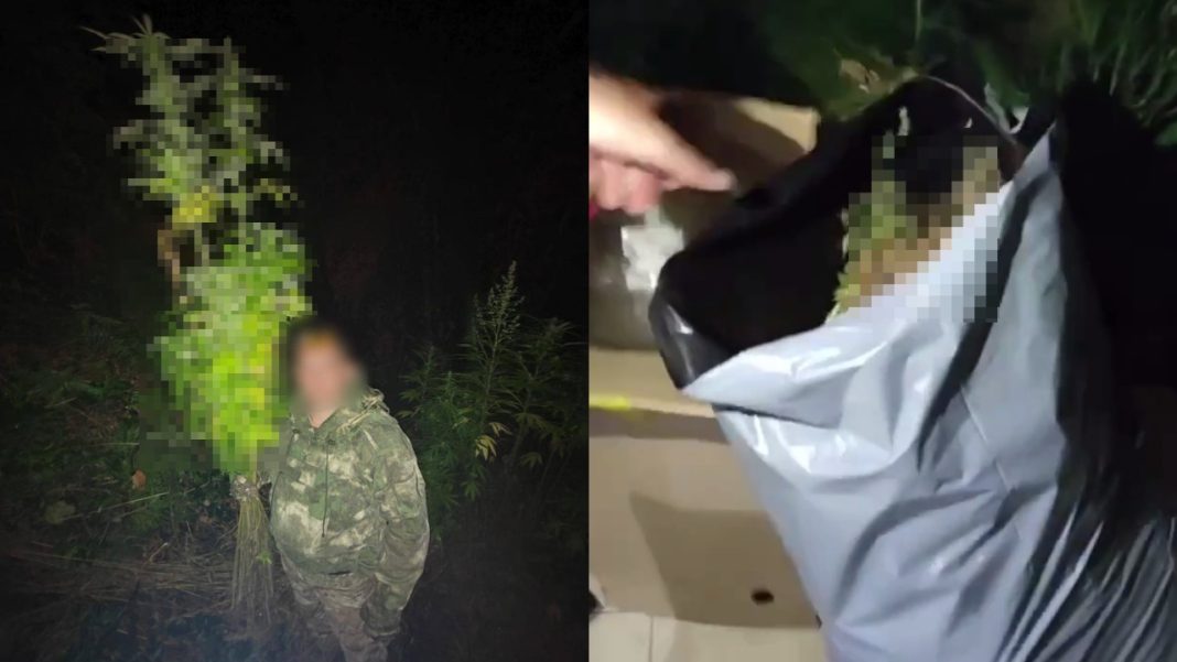 Полицейские обнаружили более 1200 кустов конопли на участке жителя Сочи