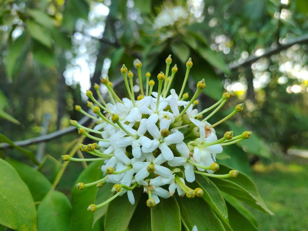 Цветет не в свое время: в парке «Дендрарий» запечатлели строптивую Ривезию пушистую