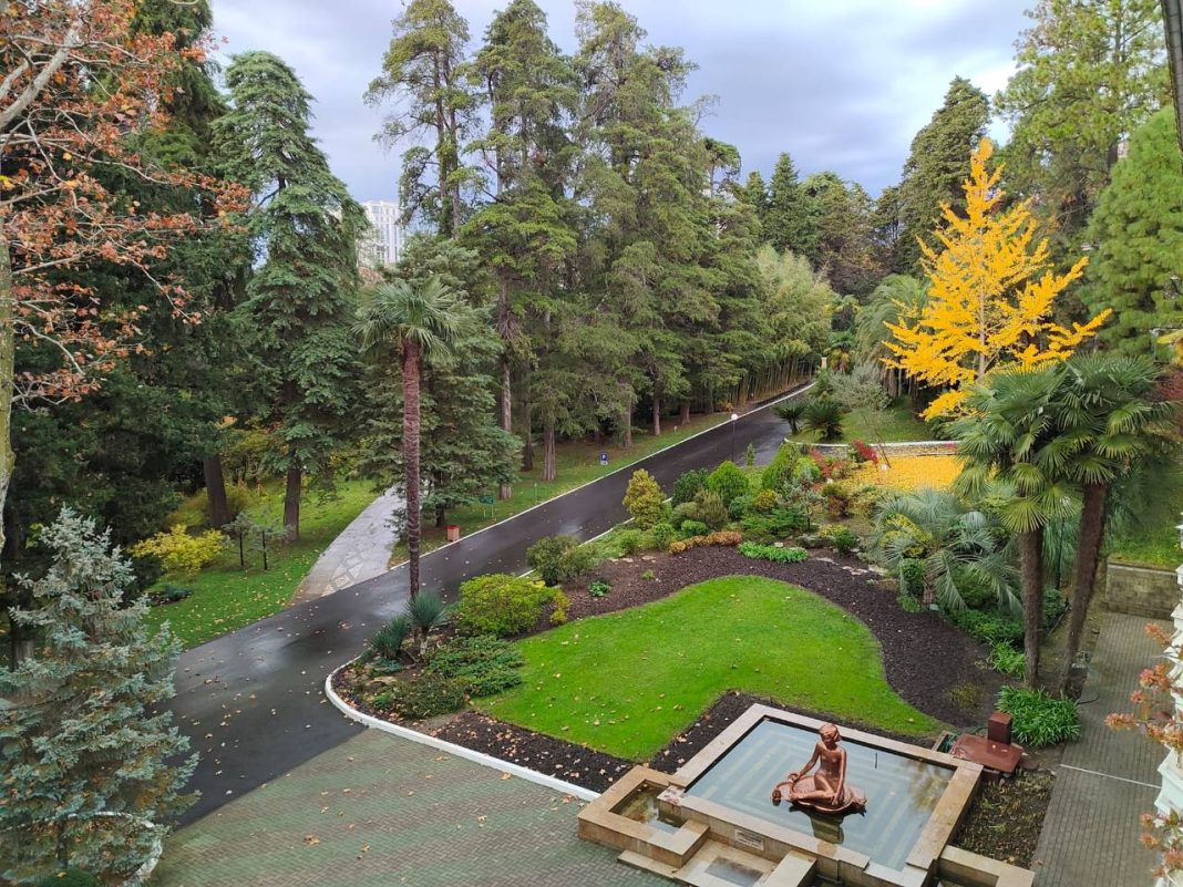 Сад из райских плодов: в Сочи заметили пышное цветение оранжевых деревьев