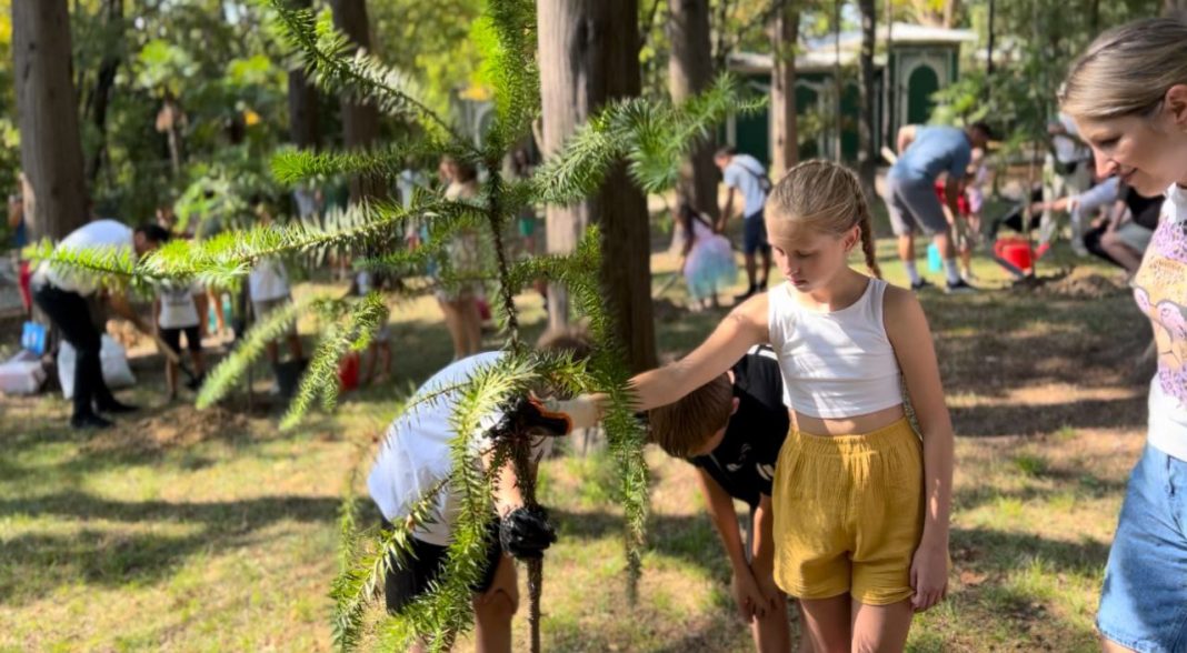 Уникальные араукарии высадили в парке «Ривьера»: это одно из древнейших растений на планете