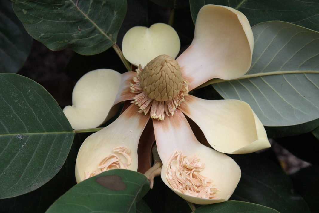 Второе явление магнолии Делавея: снимками уникального дерева поделился парк «Дендрарий»