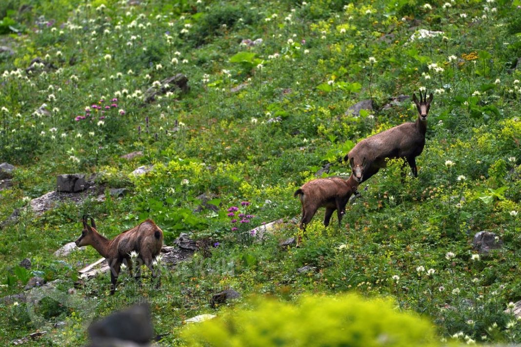 Кавказский заповедник: в горном кластере Сочи эксперты провели подсчет серн