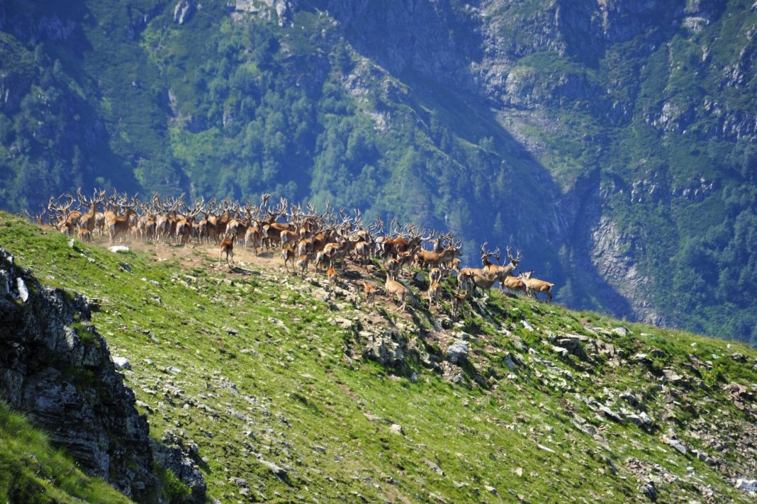 Специалисты Кавказского заповедника начали учет благородного оленя: сейчас у рогатых «свадебный» период