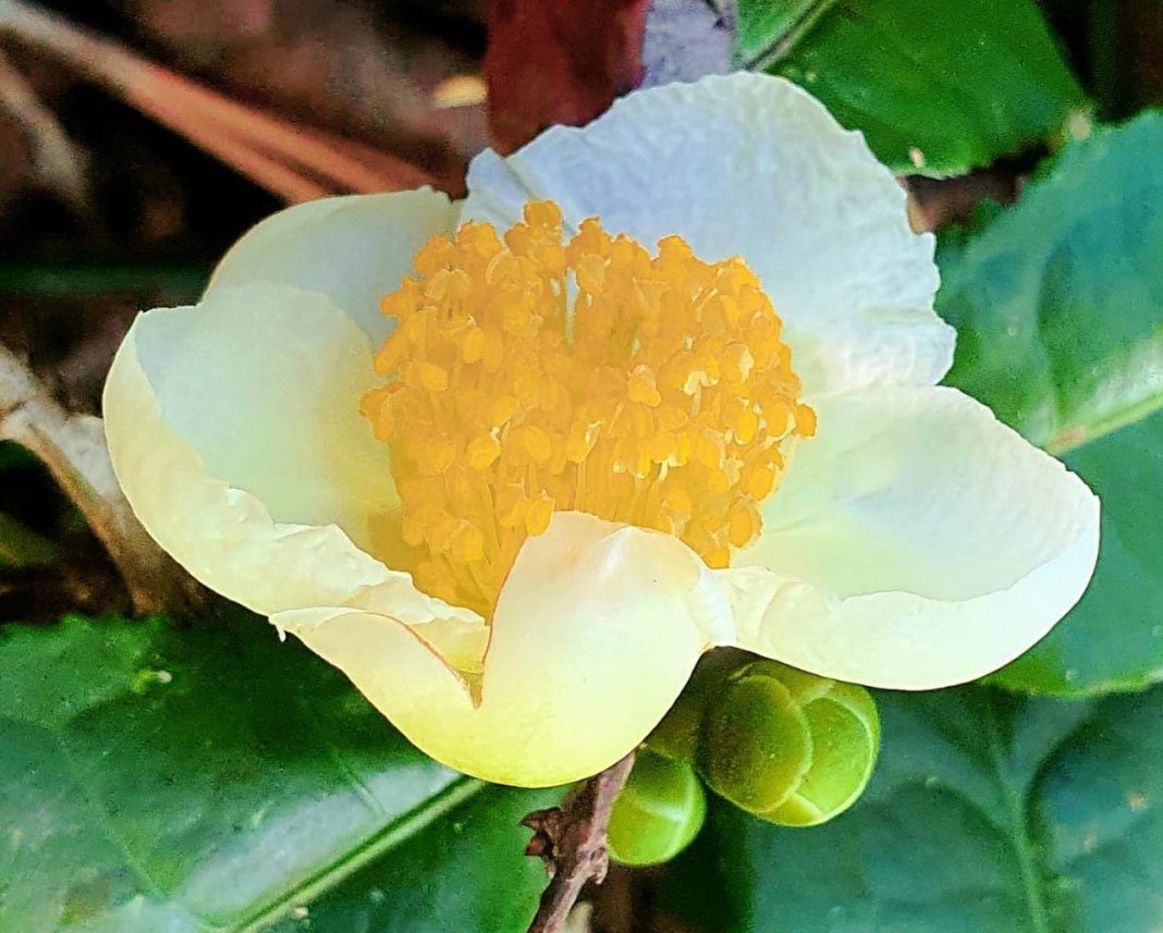 Героиня рекламных роликов с медовым ароматом: в горах Сочи цветет Камелия китайская