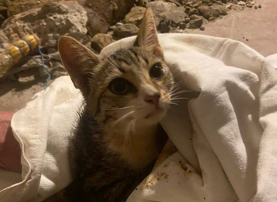 Спасатели смогли сохранить жизнь котенку, который упал в чугунную трубу в Красной Поляне