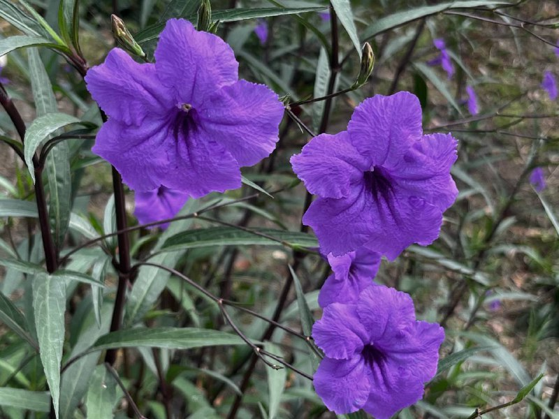 Руэллию одноцветковую заметили в Сочи: строптивая красотка приехала на курорт из Америки