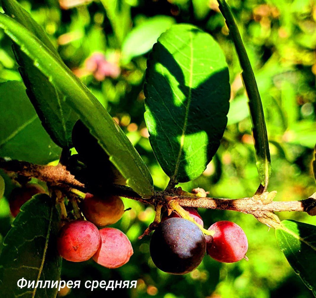 В Сочи созревают оливки, но не спешите их есть: подробности от дендропарка