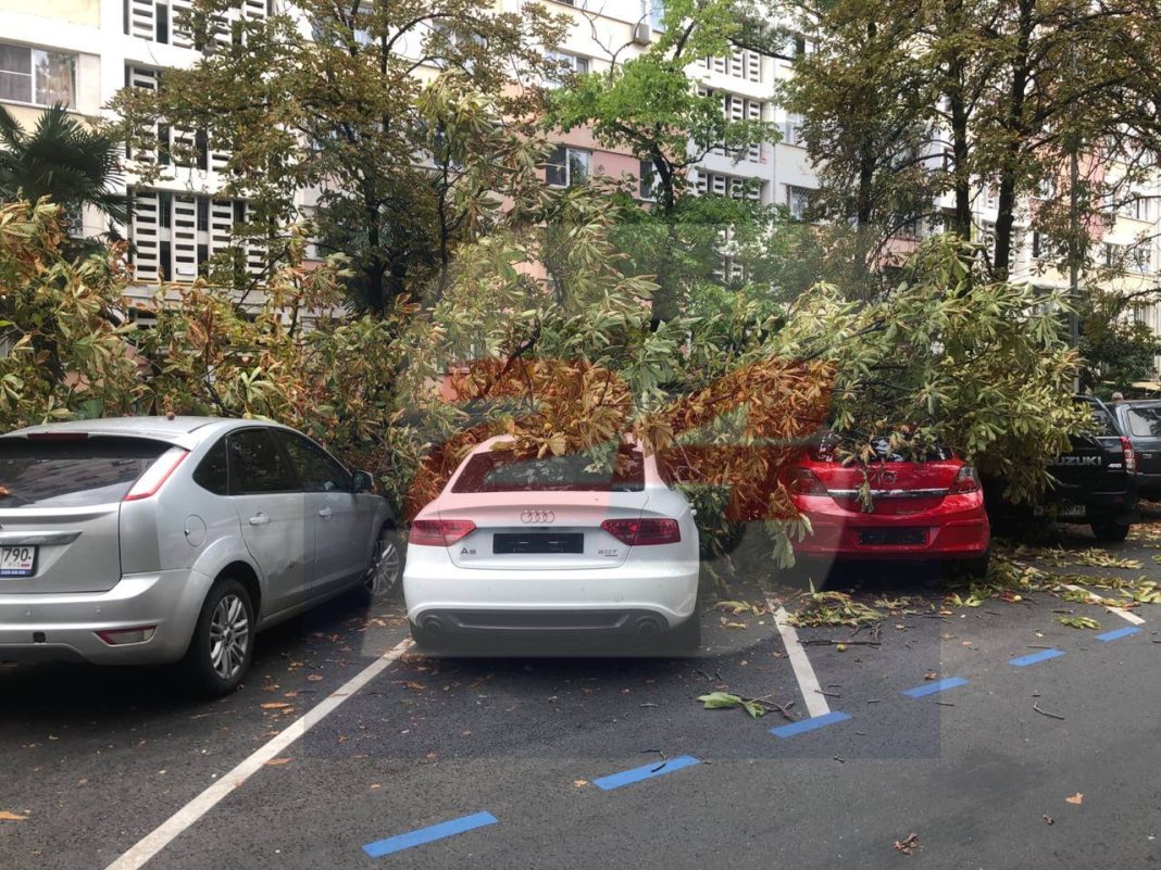 Гигантское дерево рухнуло на машины в центре Сочи — фото, видео