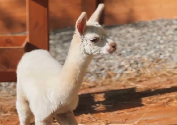 Маленькая альпака появилась на свет в сочинском парке «Ривьера»