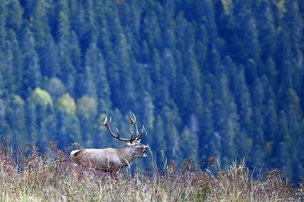 Бегает по горам, ревет и голодает: в Сочи начался брачный период у кавказских оленей
