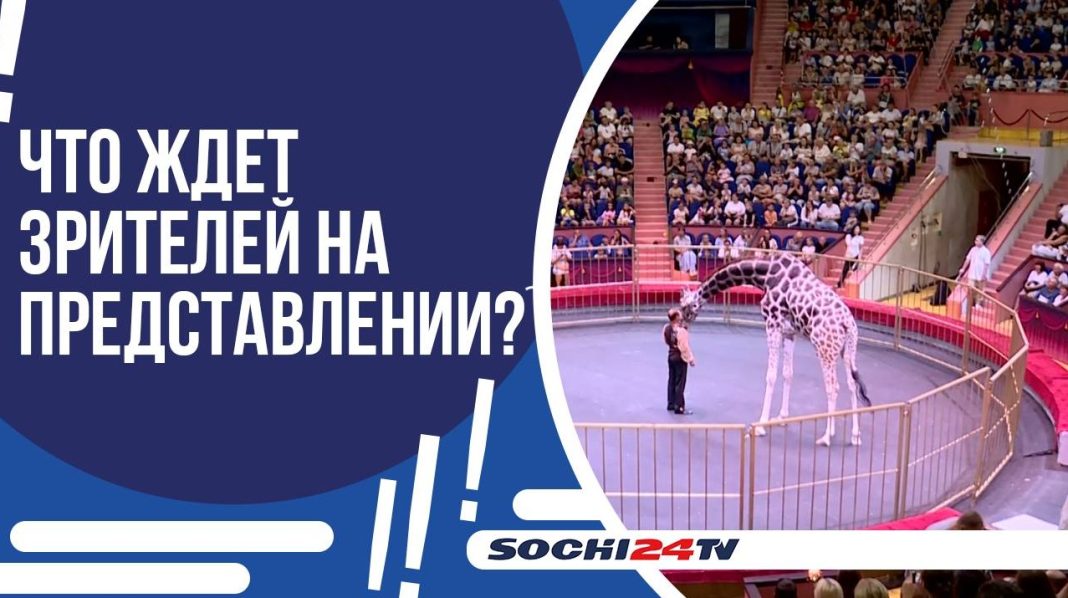 Поцелуй жирафа и акробаты под куполом: уникальное шоу стартовало в Сочинском цирке