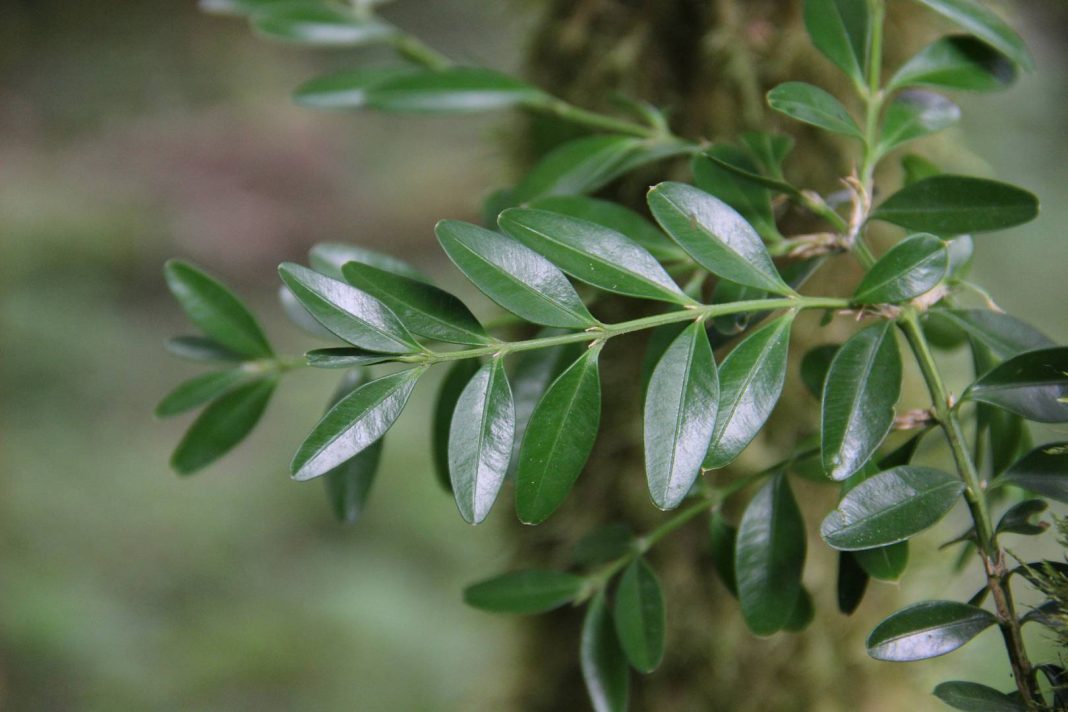 5 тысяч самшитов высадят в лесах Сочи до начала зимнего сезона