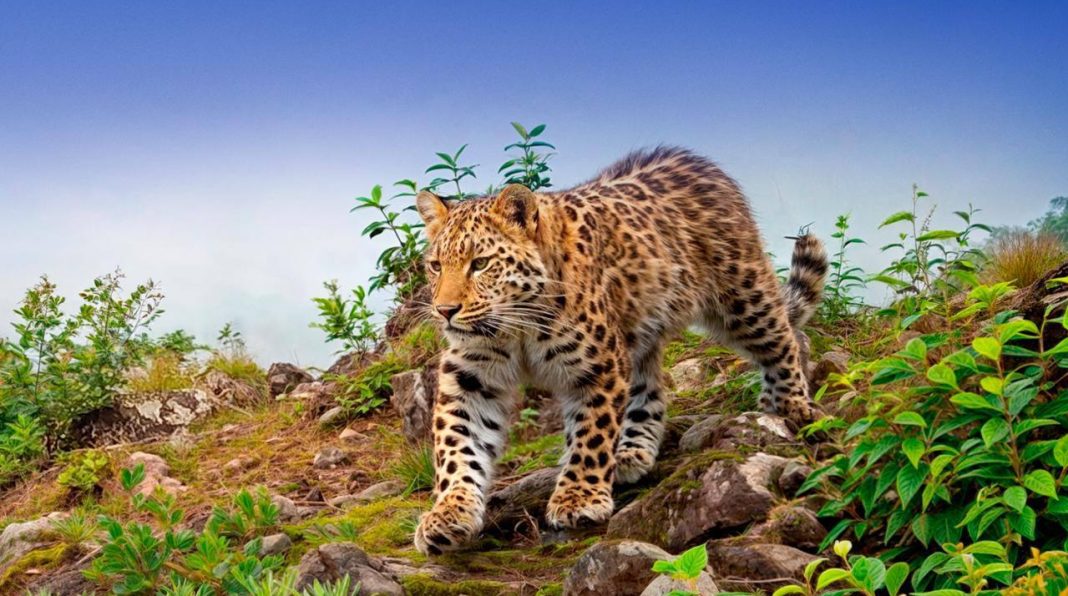 Россияне выбрали имя второму дальневосточному леопарду