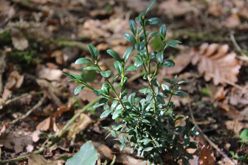 Первую тысячу самшитов высадили в лесах Сочи: добровольцы могут присоединиться к зеленой акции