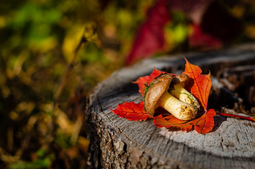Грибники из Сочи потерялись в районе Самшитового водопада: спасатели получили сообщение об их пропаже ночью