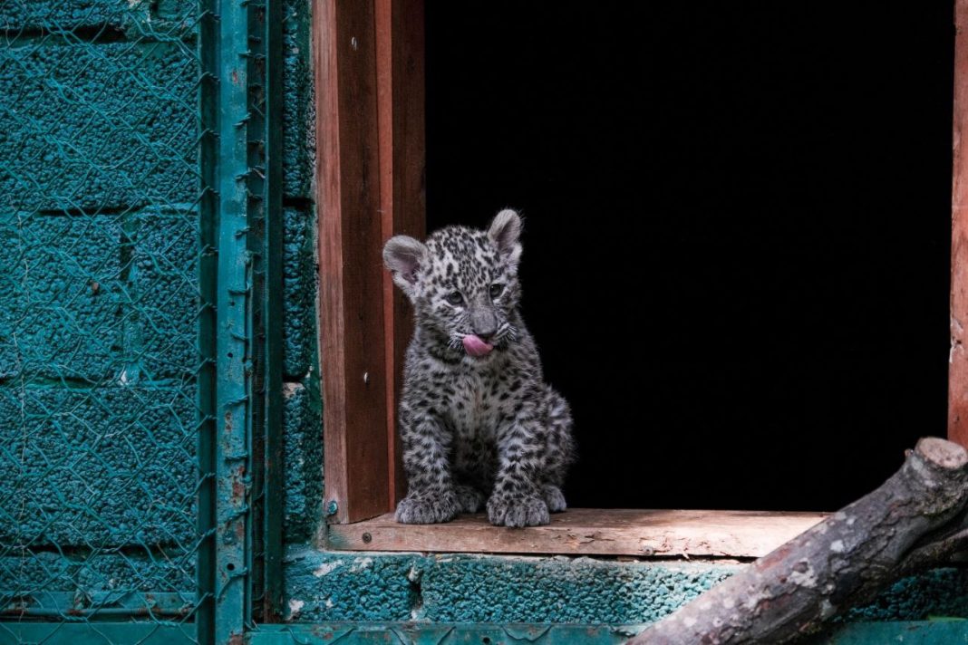 В Центре восстановления леопарда на Кавказе ревакцинировали котят