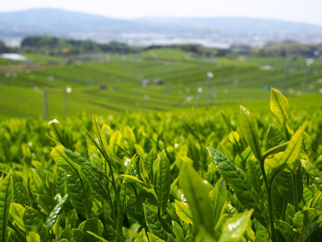 Чай из Абхазии может появиться на стеллажах российских магазинов