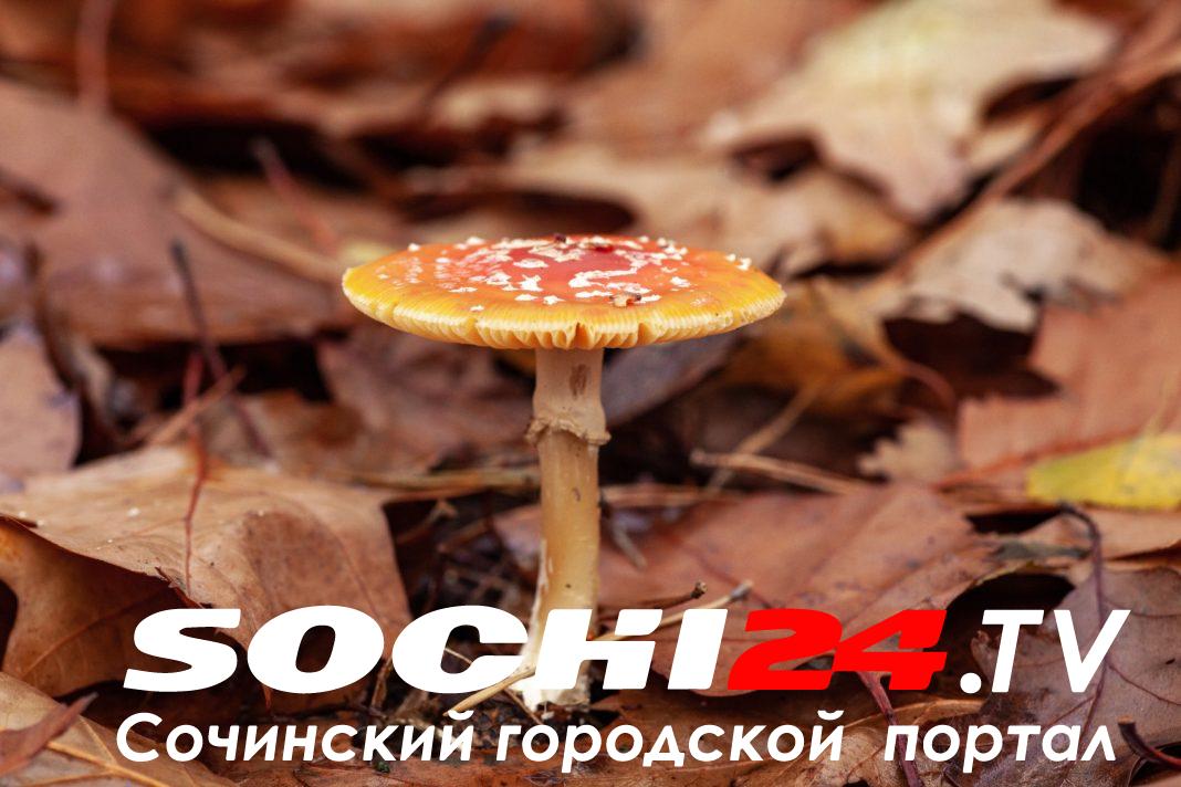 Еще один грибник заблудился в лесном массиве Сочи: удалось ли его спасти