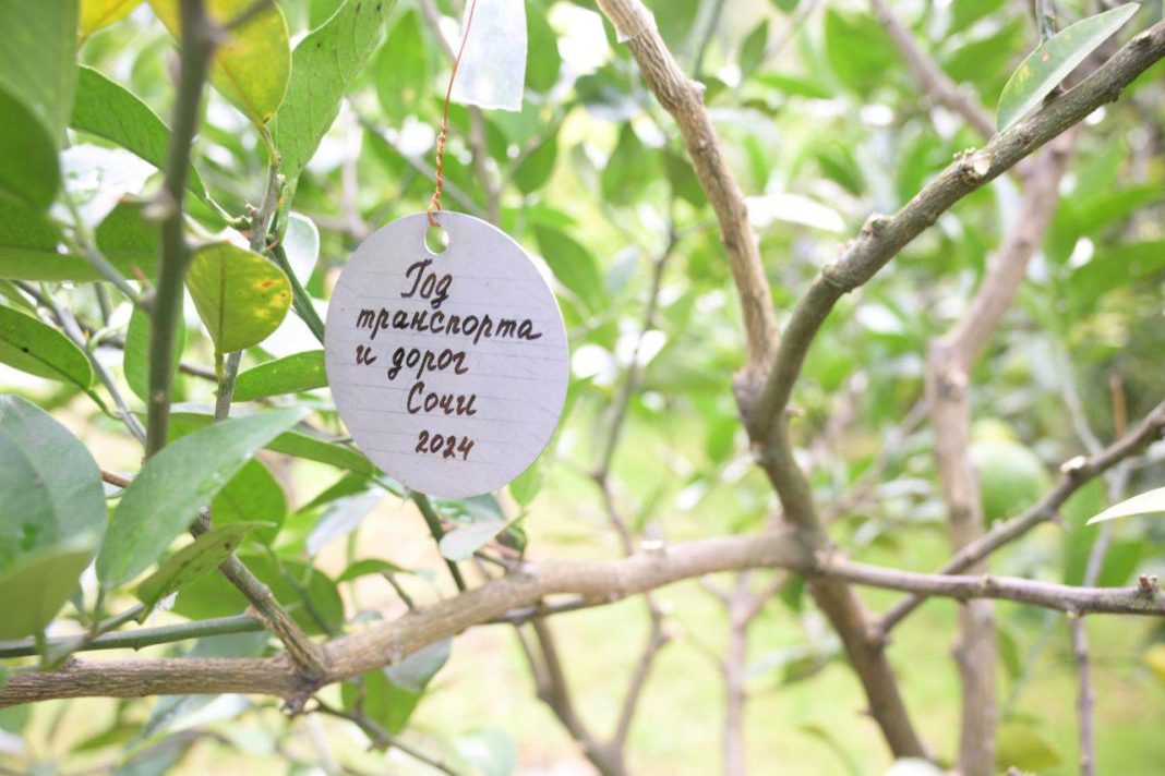 «Дерево дружбы» в Сочи получило памятную прививку