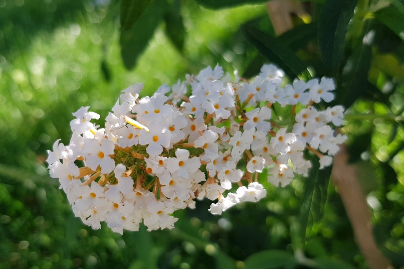Буддлея Давида цветет в Сочи, а специалисты бьют тревогу: чем опасно «дерево бабочек»