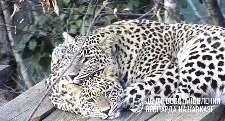 В Центре восстановления леопарда на Кавказе поделились умилительным видео с участием кошки Шивы и ее сына