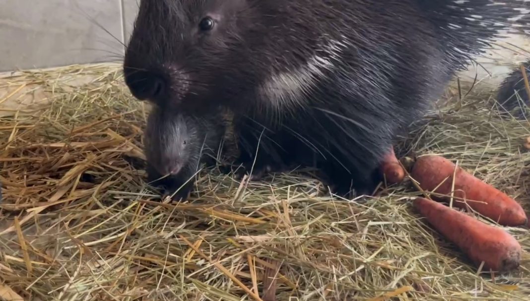 Семейное счастье колючей парочки: сочинские дикобразы Гриша и Фрося ломают стереотипы