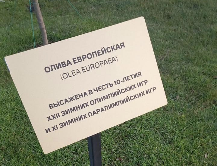 Вечнозеленая олива, высаженная в Олимпийском парке Сочи, начала давать плоды