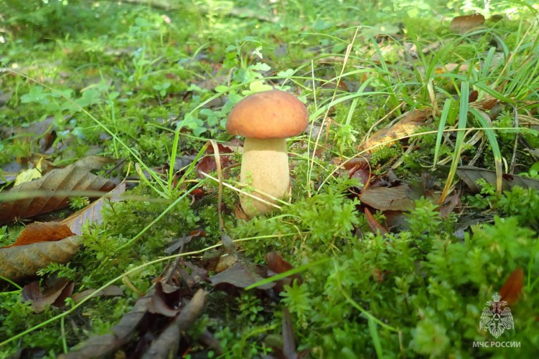 Пошёл за грибами — вернулся с травмой: в Сочи спасатели вывели из леса очередного любителя «тихой охоты»