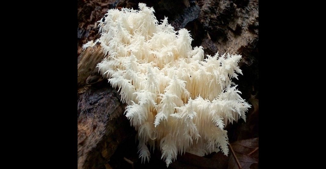 Редкость в сочинском лесу: краснокнижный коралловый гриб показали на видео