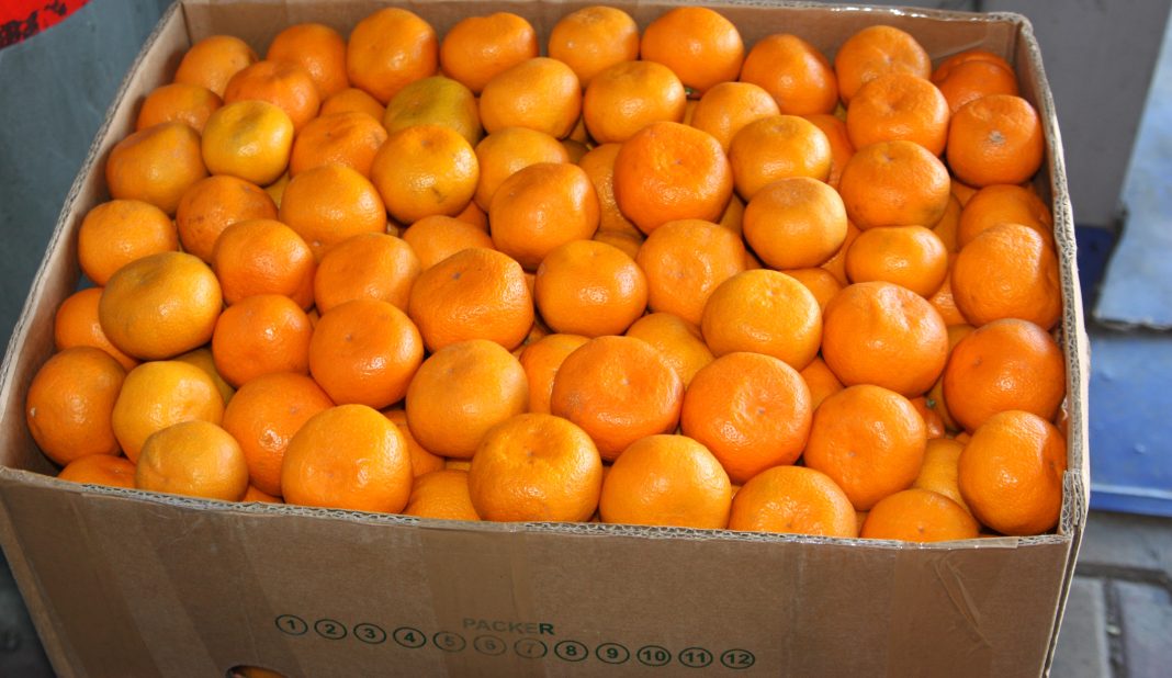 Сезон начался: первые партии абхазских мандаринов нового урожая завезли в Сочи
