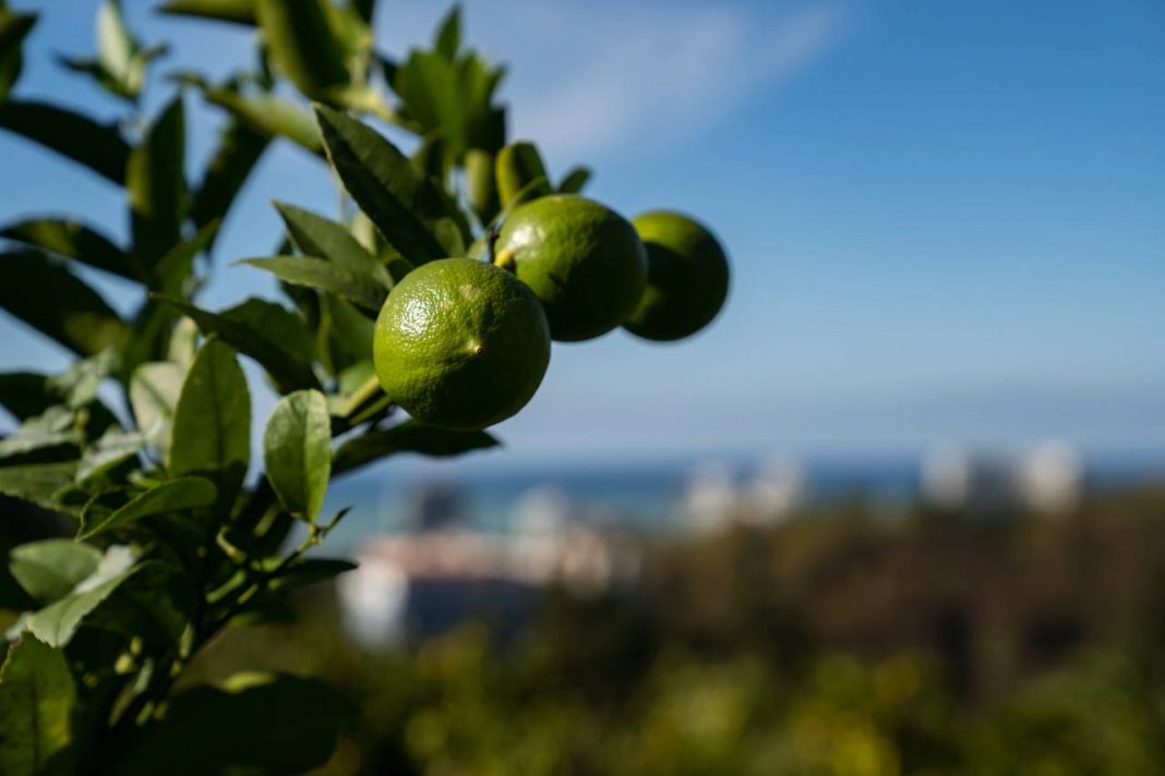 Научно-исследовательский кластер «Причерноморье» появится в Сочи