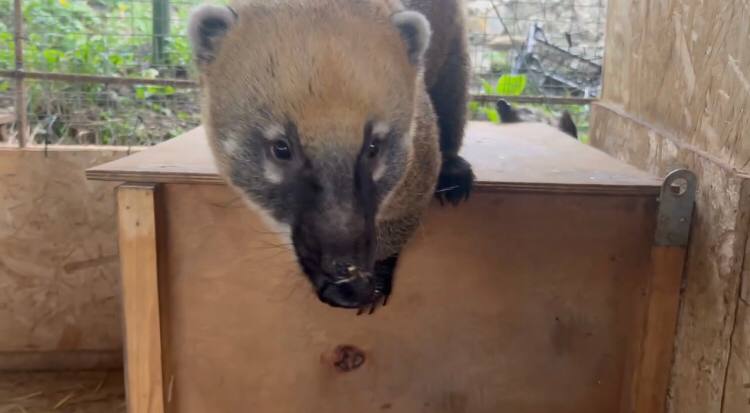 Озорные носухи Каштан и Липа попали в объектив видеокамеры Сочинского географического общества