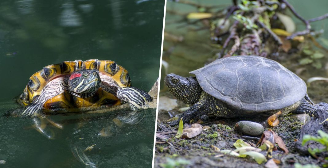 Ожесточенная борьба за место под солнцем: почему американские рептилии опасны для колхидских черепах из Сочи