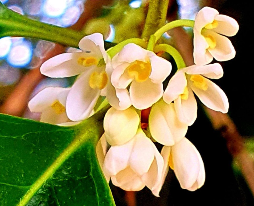 Сказка для парфюмера: в Сириусе зацвели османтусы