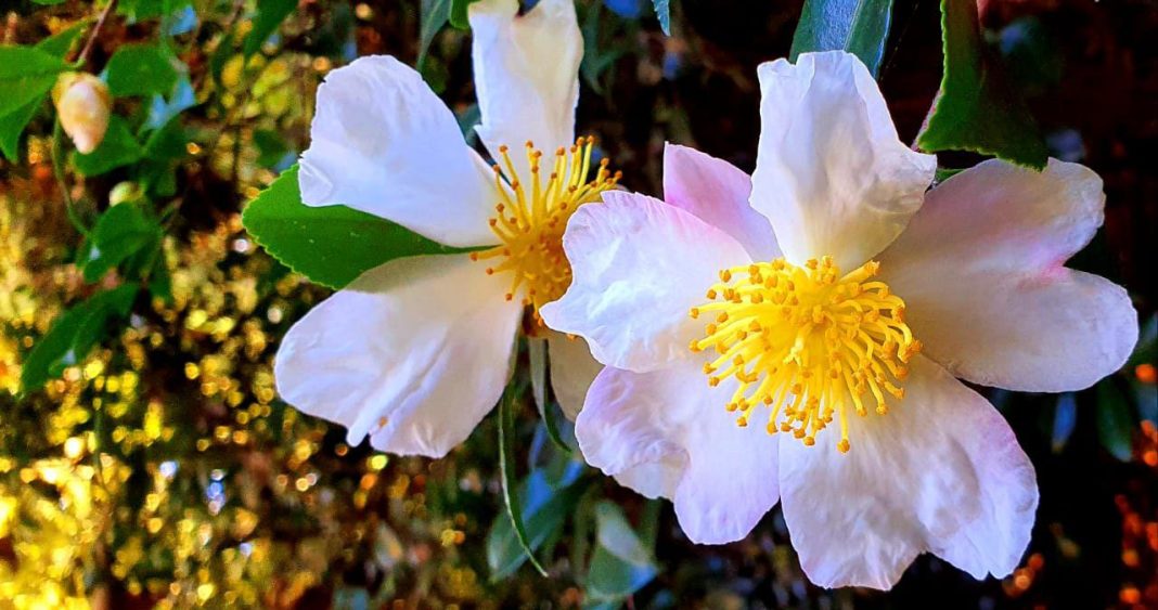 Белоснежная красавица в объятьях ветра: на заповедных землях Сочи цветет горная Камелия