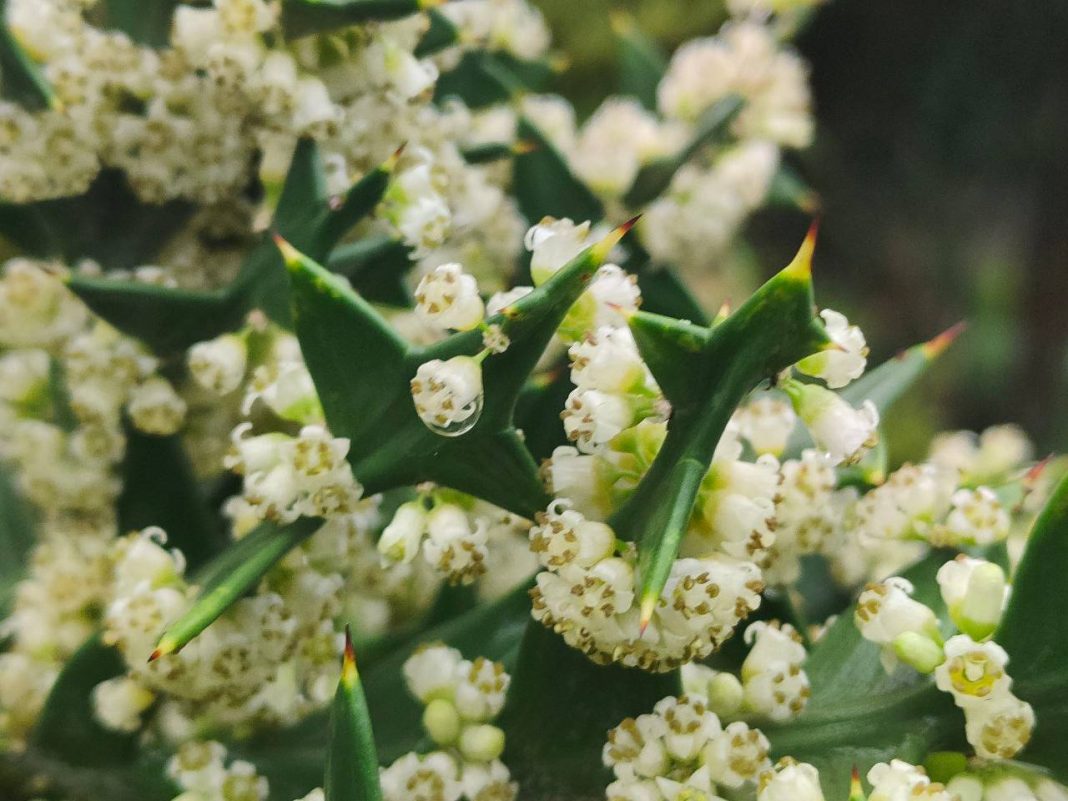 Самое обильное цветение за последние годы: в «Дендрарии» поделились снимками бразильской Коллеции