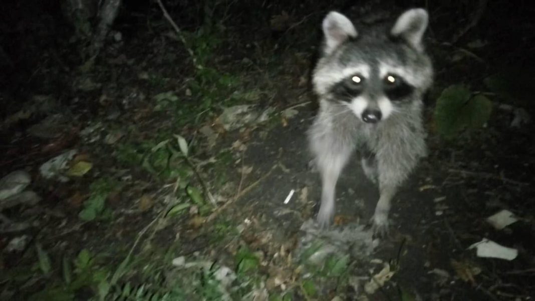 Пушистые «бандиты» попали в объектив фотоловушки, расположенной в горах Сочи (видео)