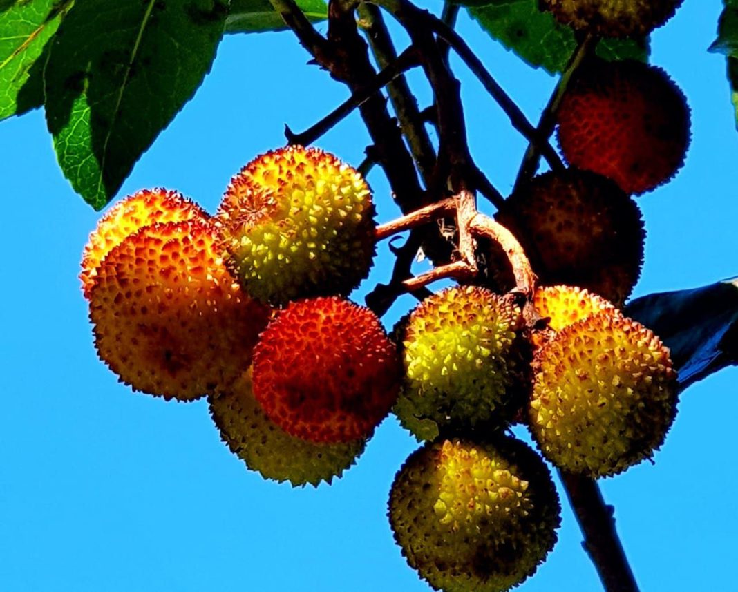 Земляничные деревья начали цвести «Южных культурах»: на территории парка их только две штуки