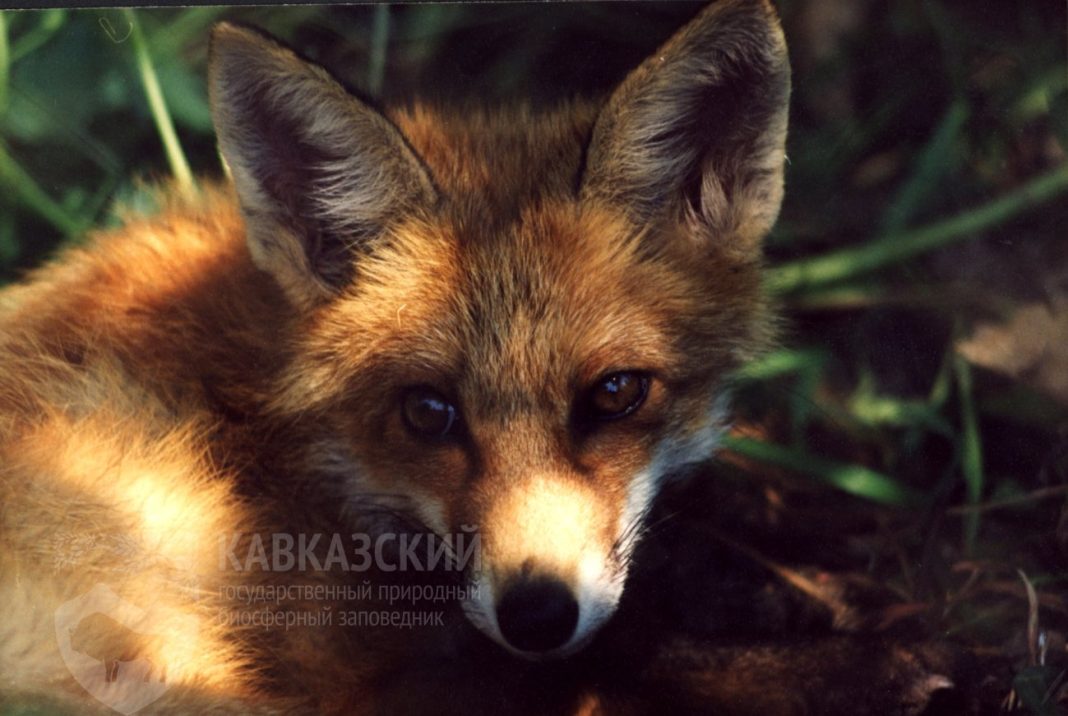 Кавказский заповедник рассказал о новых членах «звериной» семьи в рамках Всемирного дня защиты животных