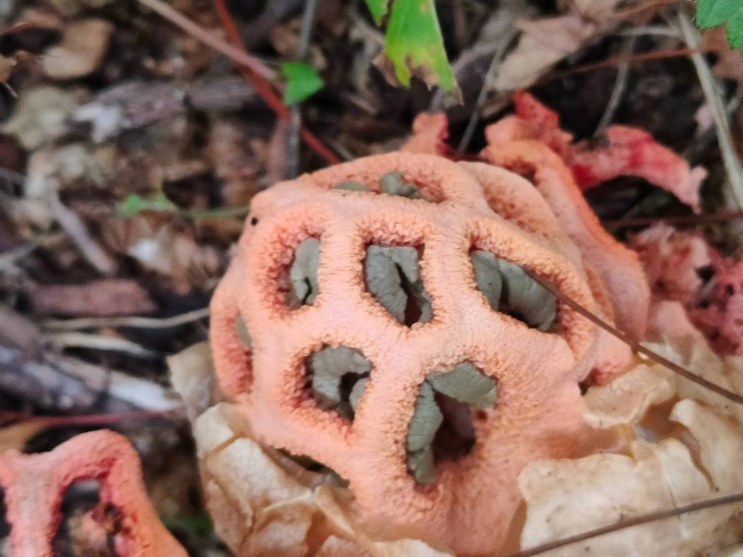 Краснокнижный гриб вырос в лесном массиве Сочи, однако посмотреть на него можно и в «Дендрарии»