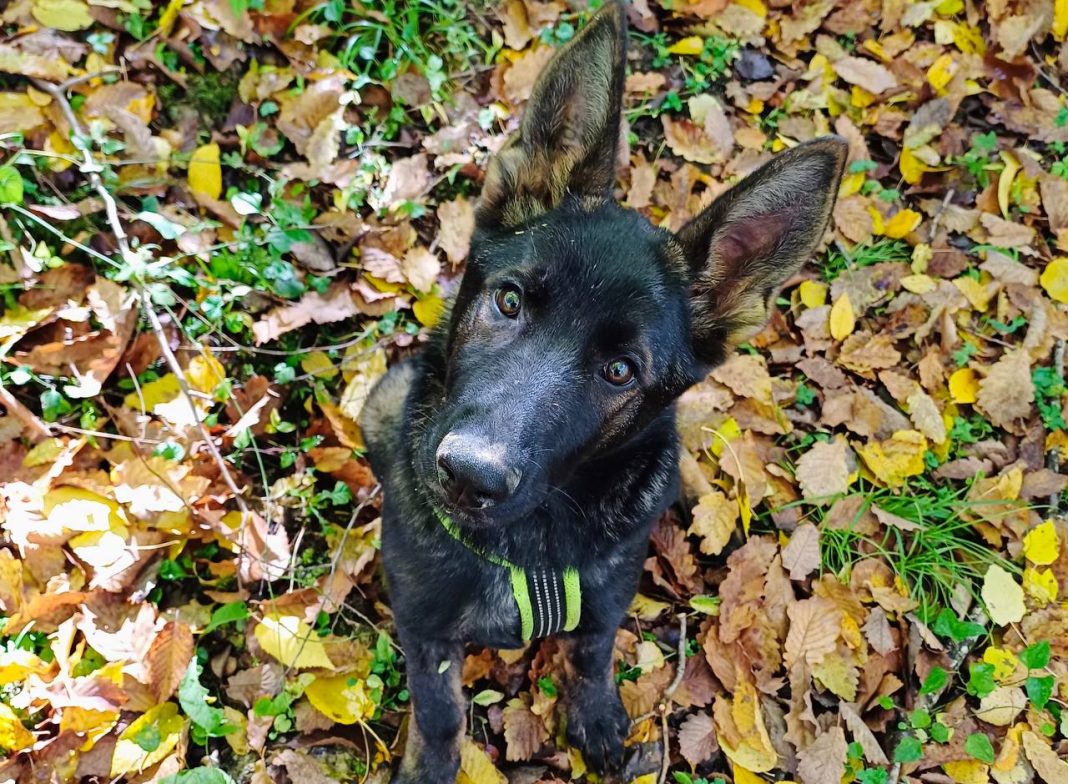 Четвероногая Санта будет стоять на страже воздушной гавани Сочи