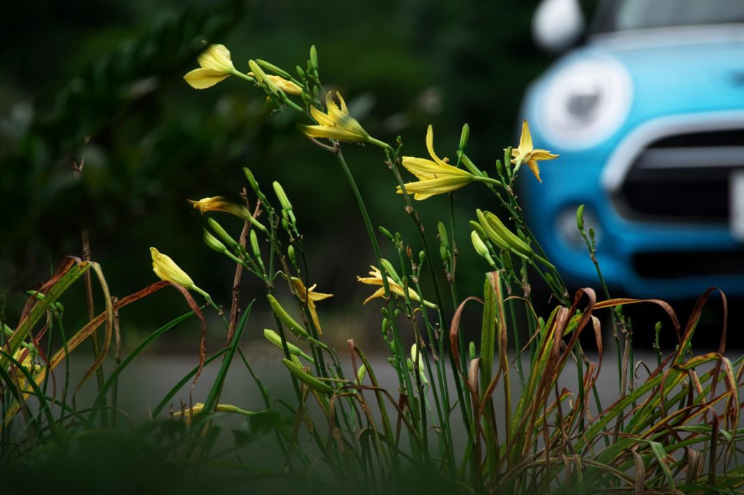 Тысяча за клумбу: в Краснодарском крае вводят штрафы за парковку на газонах