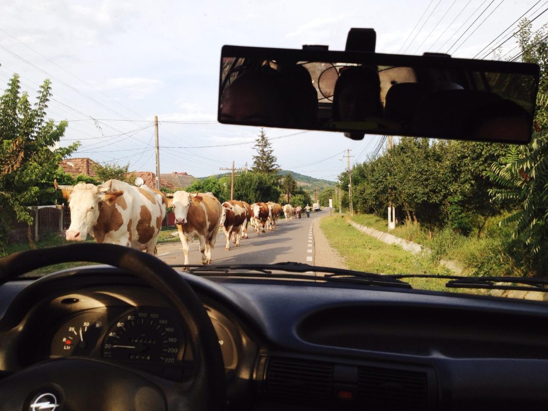 Коммерсант: в Сочи, неподалеку от аэропорта, сбили несколько коров