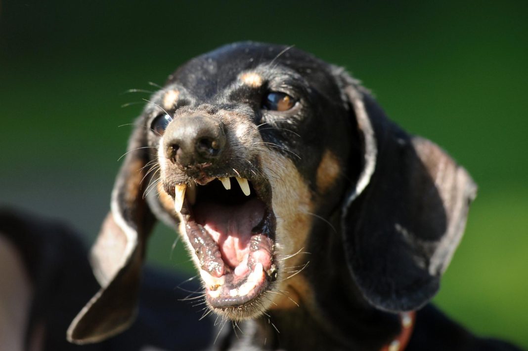 Прокуратура организует проверку в Сочи из-за нападения бездомных собак на подростков