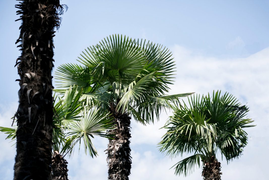 Пальмы в Сочи обрабатывают в преддверии зимы: эксперты рассказали о новых вредителях