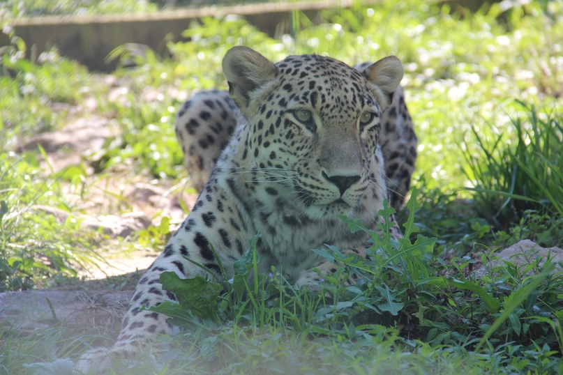 Самку леопарда Ачипсе обнаружили спустя 440 дней после выпуска в дикую природу: прежде ее считали погибшей