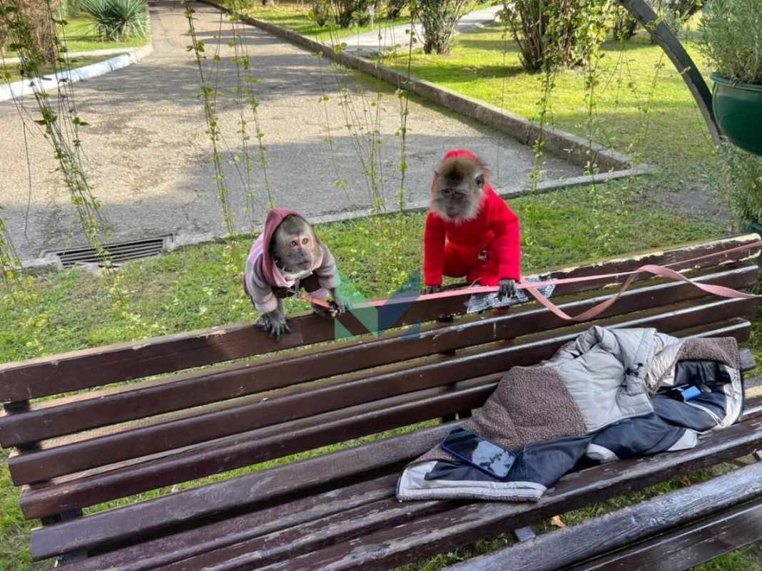 Обезьяны-нелегалы, совы и фрукты: в Сочи проверили торговые точки