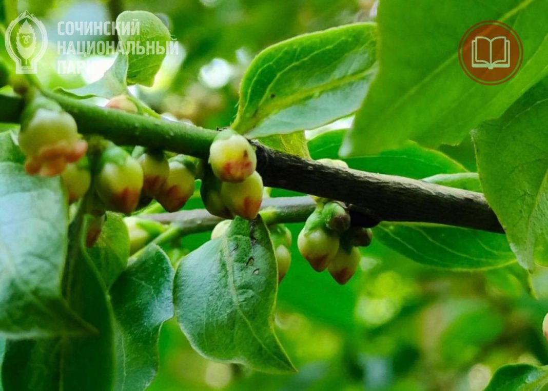 Дикую хурму высадили в лесном массиве Сочи: она является аборигеном и внесена в Красную книгу