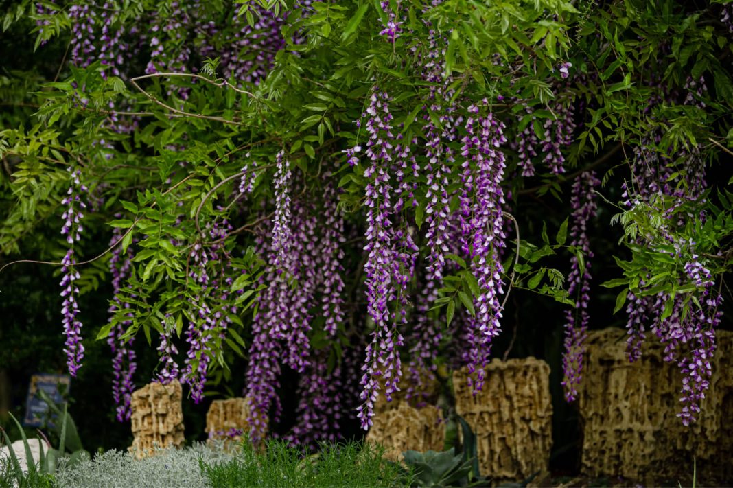 Биологи создадут современную геоботаническую карту Сириуса и его окрестностей