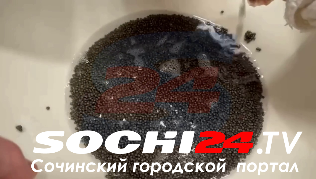 «Золотая» рыбка: в Сочи на форелеводческом заводе началась «дойка» стерляди — видео